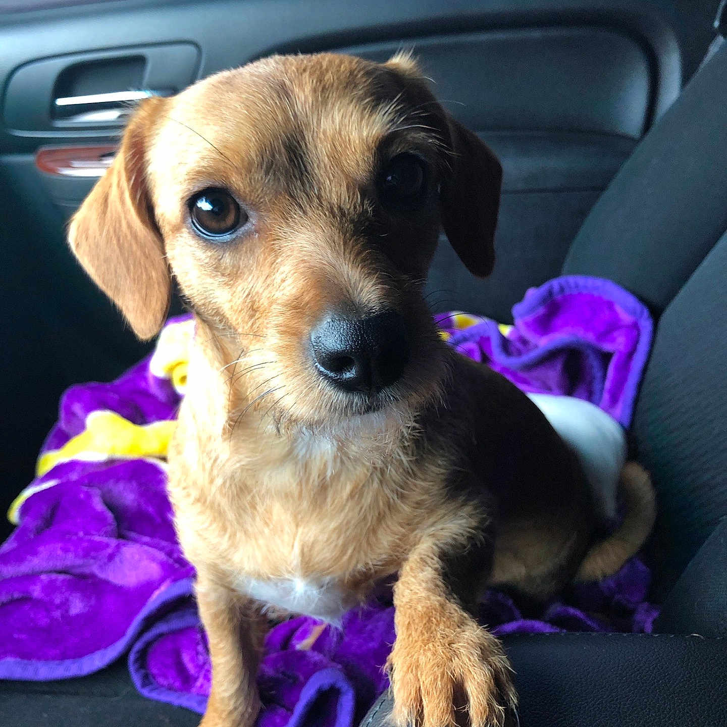 Hattie Mae is registered to the contest to win money with this photo: animal, blanket, brown_dog, canine, car_interior, car_seat, closeup, companion, curious, cute, dog, fur, indoors, looking, paw, pet, puppy, purple_blanket, seat, small_dog