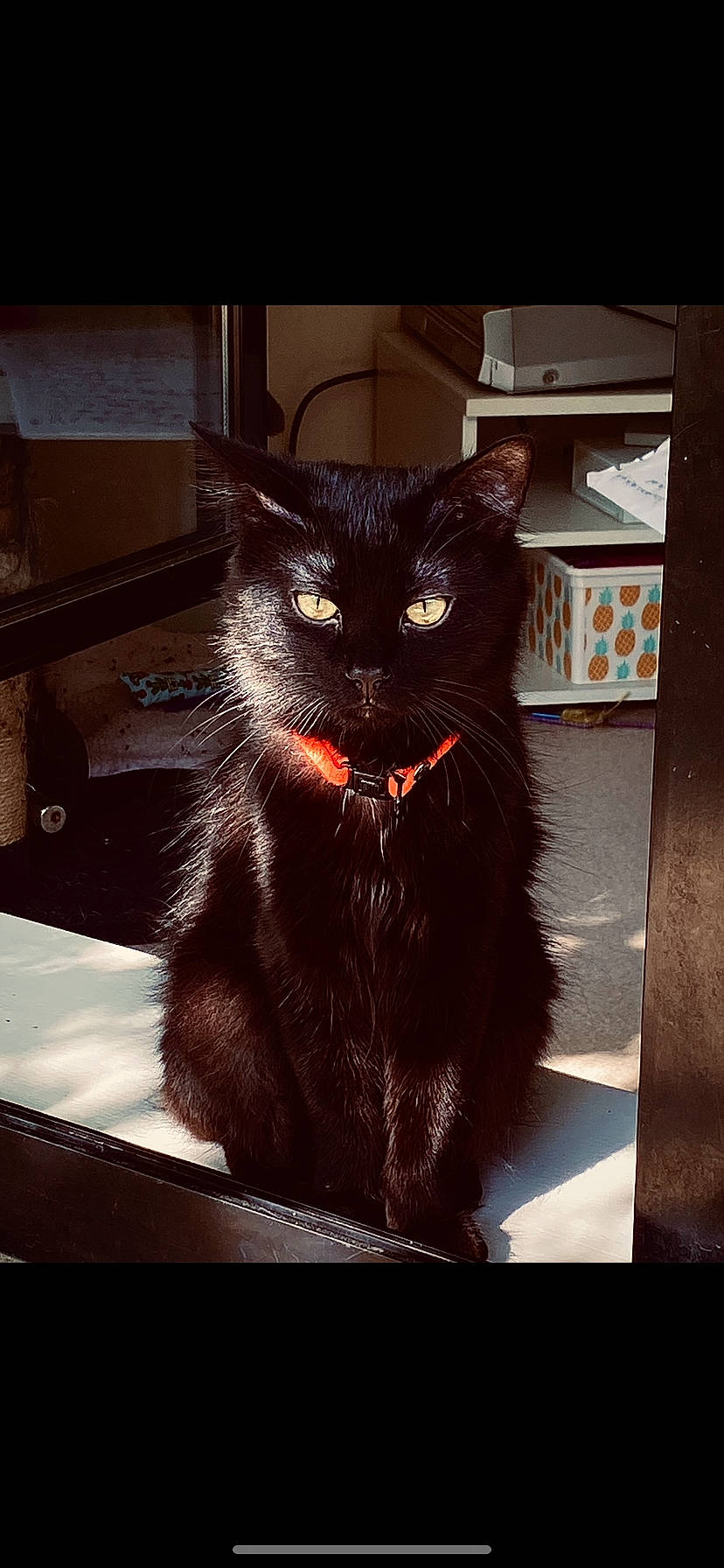 Maïko participe au concours pour gagner de l'argent avec cette photo : black_cat, box, carnivore, cat, claw, domestic_short_haired_cat, felidae, fur, paw, rectangle, shadow, sitting, small_to_medium_sized_cats, snout, stairs, tail, terrestrial_animal, tints_and_shades, whiskers, window