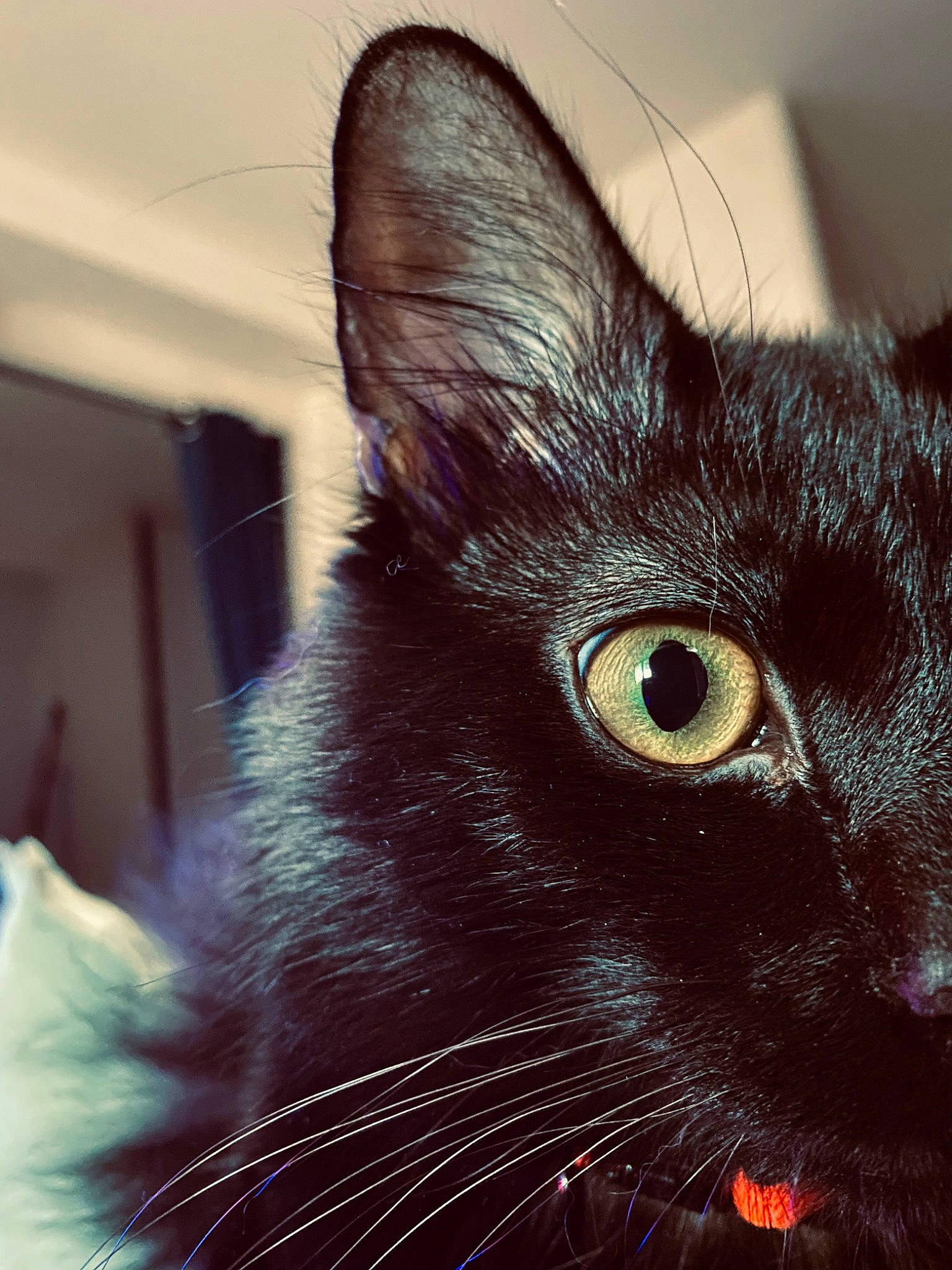 Maïko participe au concours pour gagner de l'argent avec cette photo : black_cat, bombay, carnivore, cat, close_up, domestic_short_haired_cat, ear, electric_blue, eye, felidae, fur, havana_brown, head, human_body, small_to_medium_sized_cats, snout, terrestrial_animal, whiskers