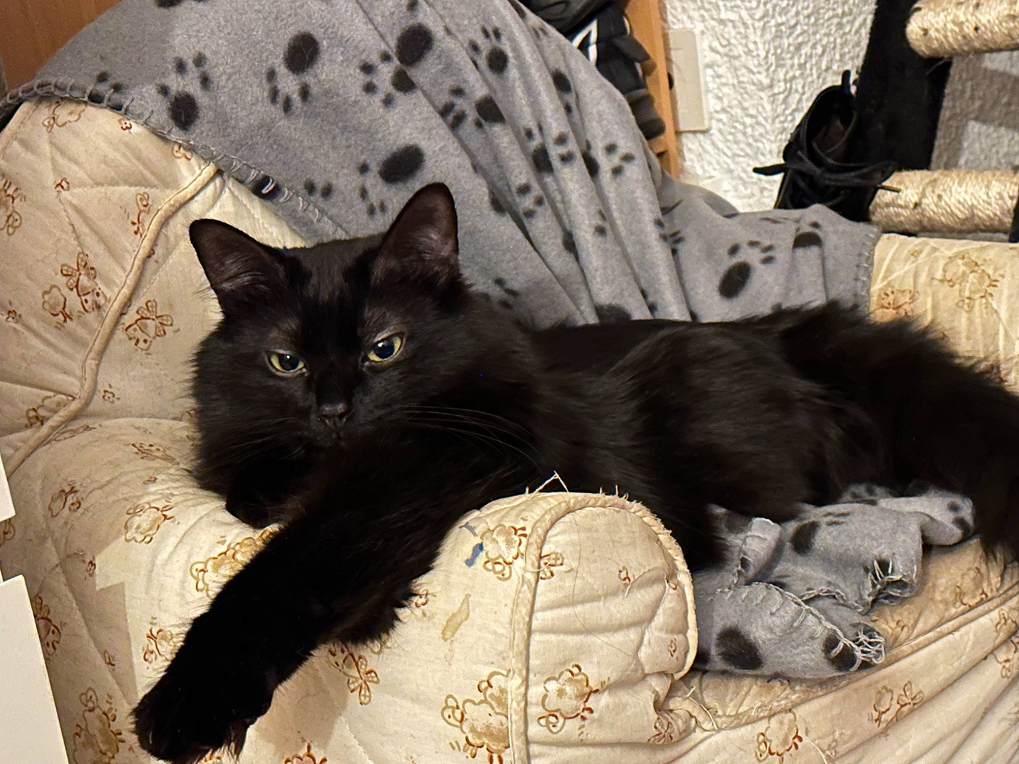 Maïko a rejoint le concours — aidez-le/la à gagner de superbes lots ! black, black_cat, bombay, carnivore, cat, claw, comfort, couch, domestic_short_haired_cat, felidae, fur, grey, linens, pattern, room, sitting, small_to_medium_sized_cats, tail, terrestrial_animal, whiskers