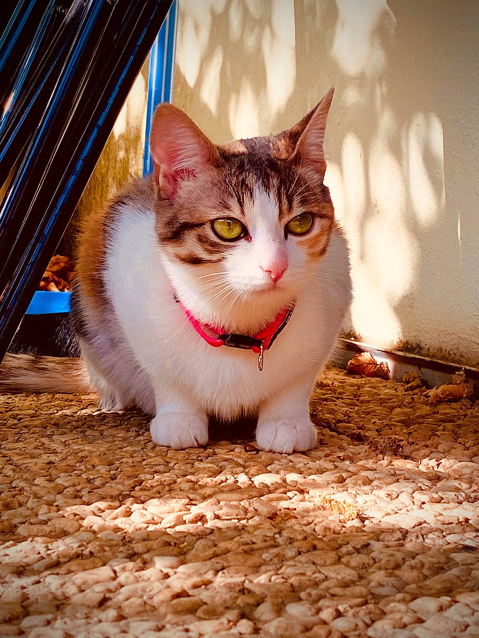 Lilith participe au concours pour gagner de l'argent avec cette photo : carnivore, cat, curtain, domestic_short_haired_cat, eye, felidae, foot, fur, grass, paw, road_surface, sitting, small_to_medium_sized_cats, snout, tail, terrestrial_animal, tints_and_shades, tree, whiskers, wood