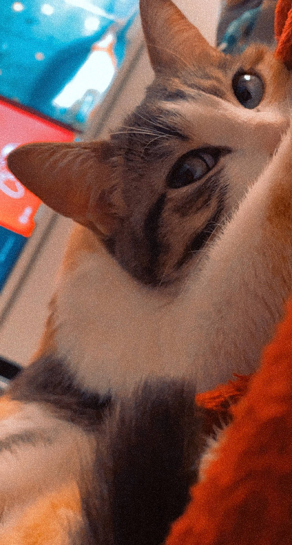 Lilith a rejoint le concours — aidez-le/la à gagner de superbes lots ! carnivore, cat, claw, domestic_short_haired_cat, ear, fawn, felidae, fur, mammal, nose, paw, small_to_medium_sized_cats, snout, tail, terrestrial_animal, whiskers