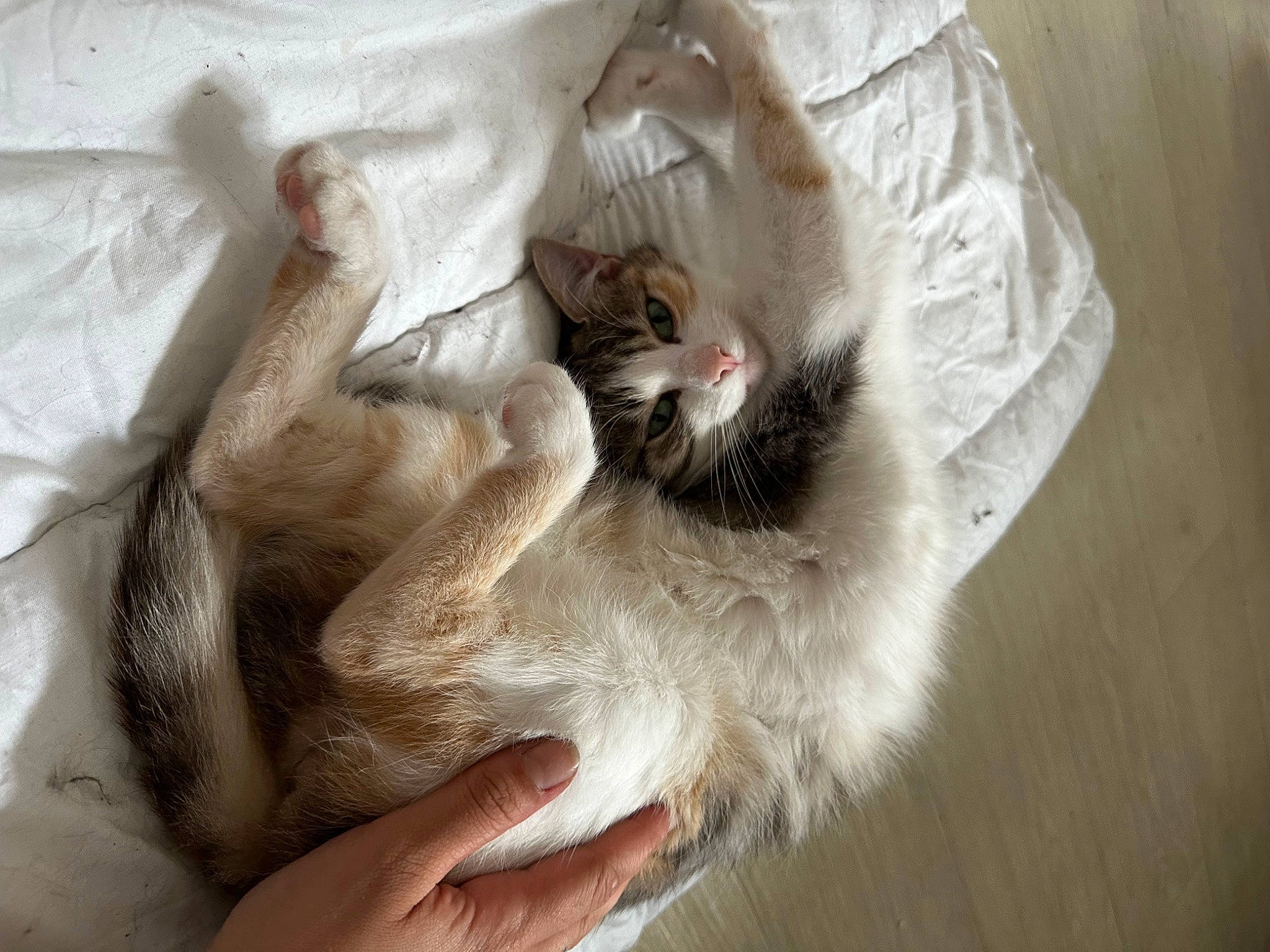 Lilith participe au concours pour gagner de l'argent avec cette photo : carnivore, cat, claw, comfort, domestic_short_haired_cat, fawn, felidae, fur, linens, nap, paw, small_to_medium_sized_cats, tail, whiskers
