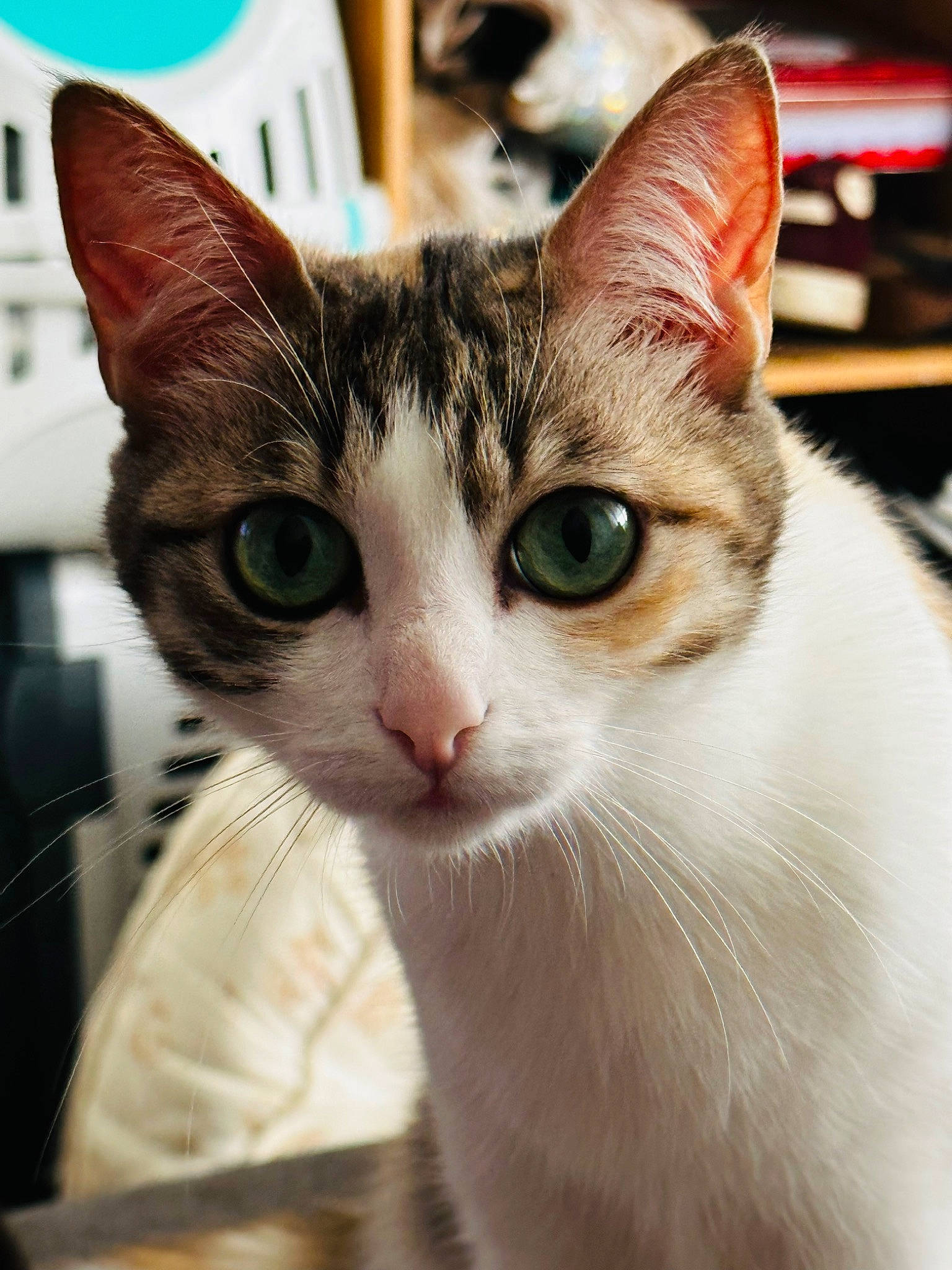 Lilith a rejoint le concours — aidez-le/la à gagner de superbes lots ! carnivore, cat, domestic_short_haired_cat, felidae, fur, paw, small_to_medium_sized_cats, snout, whiskers, window