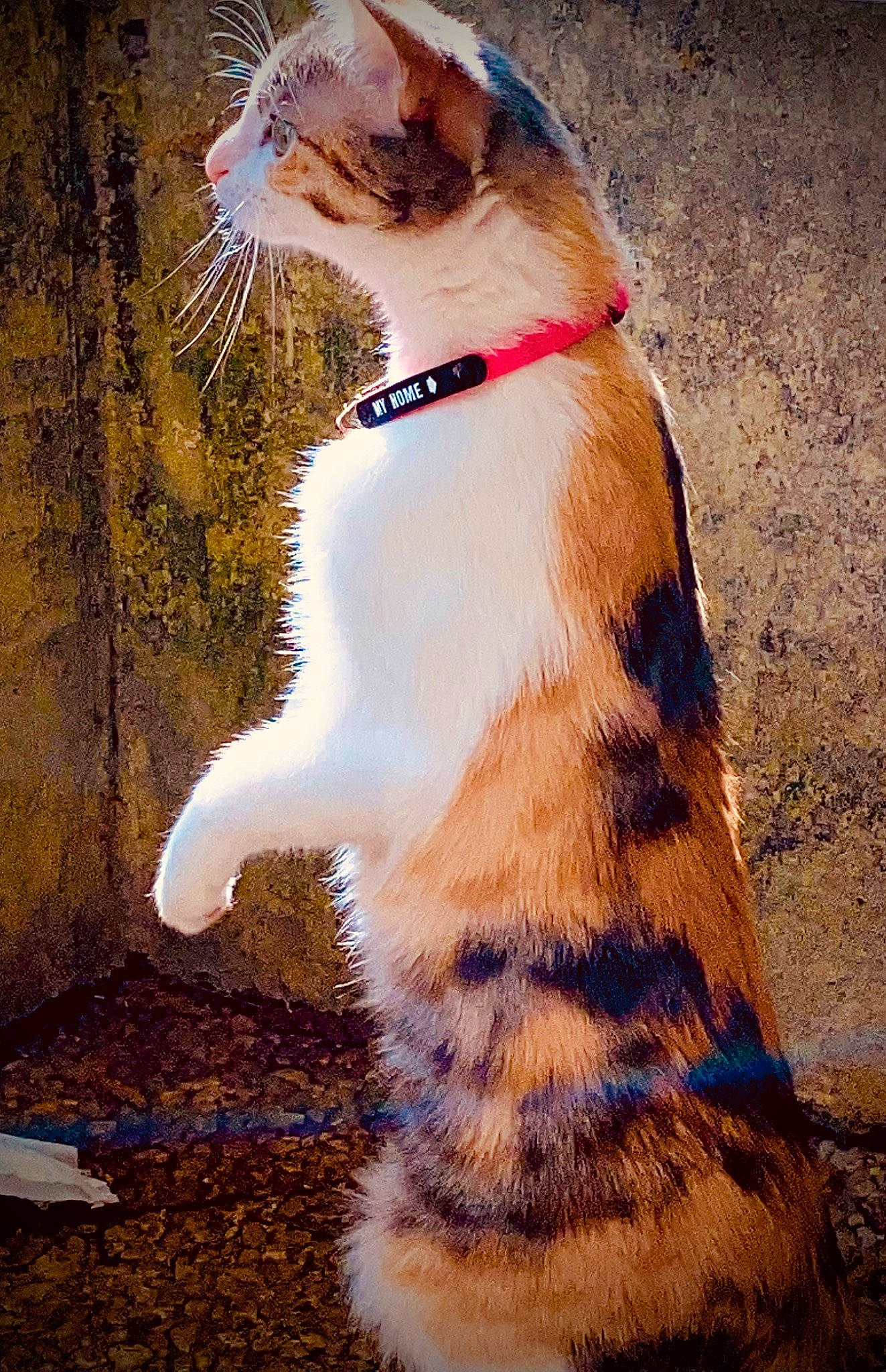 Lilith a rejoint le concours — aidez-le/la à gagner de superbes lots ! carnivore, cat, domestic_short_haired_cat, fawn, felidae, fur, grass, happy, human_leg, plant, shadow, small_to_medium_sized_cats, snout, sunglasses, tail, terrestrial_animal, tints_and_shades, tree, whiskers, wood