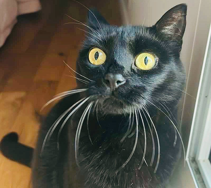 Juju participe au concours pour gagner de l'argent avec cette photo : art, black_cat, bombay, carnivore, cat, domestic_short_haired_cat, felidae, flooring, fur, grey, hardwood, paw, small_to_medium_sized_cats, snout, terrestrial_animal, whiskers