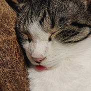 Tommy joined the competition — help win amazing prizes! animal, brown_background, cat, close_up, cozy, cute, face, fur, indoors, nostrils, paw_not_visible, pet, relaxed, resting, sleeping, tabby_pattern, texture, tongue_out, whiskers, white_fur