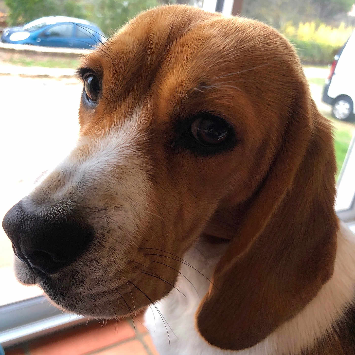 Vénus participe au concours pour gagner de l'argent avec cette photo : alloywheel, animal, architecture, beagle, building, canine, car, carwheel, dog, hound, machine, pet, pointer, puppy, snout, spoke, tire, transportation, vehicle, wheel