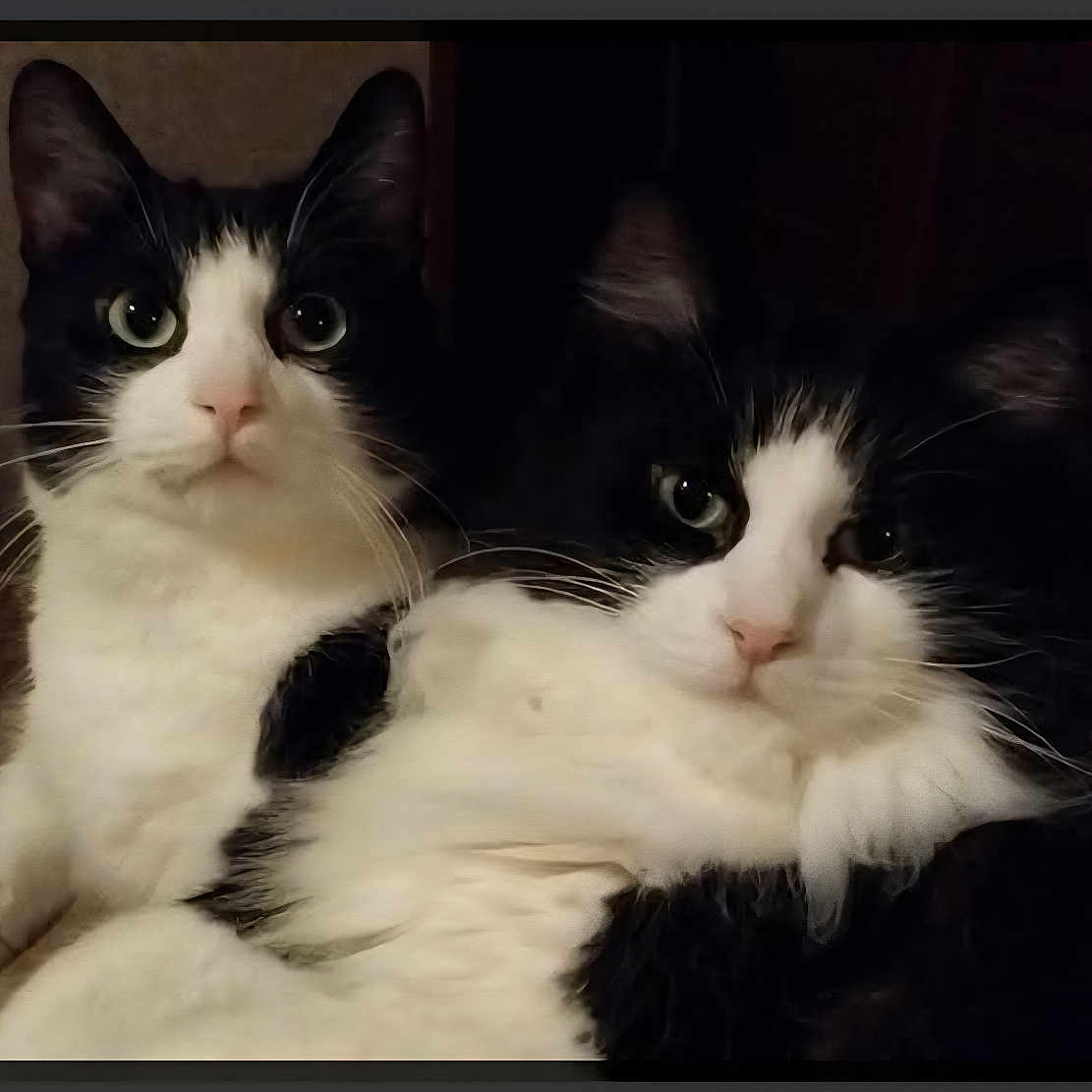 Mason Maxwell joined the competition — help win amazing prizes! animal, black_and_white, blanket, cat, close_up, companions, cozy, cute, domestic, ears, eyes, feline, fur, indoor, pets, portrait, relaxed, resting, two_cats, whiskers