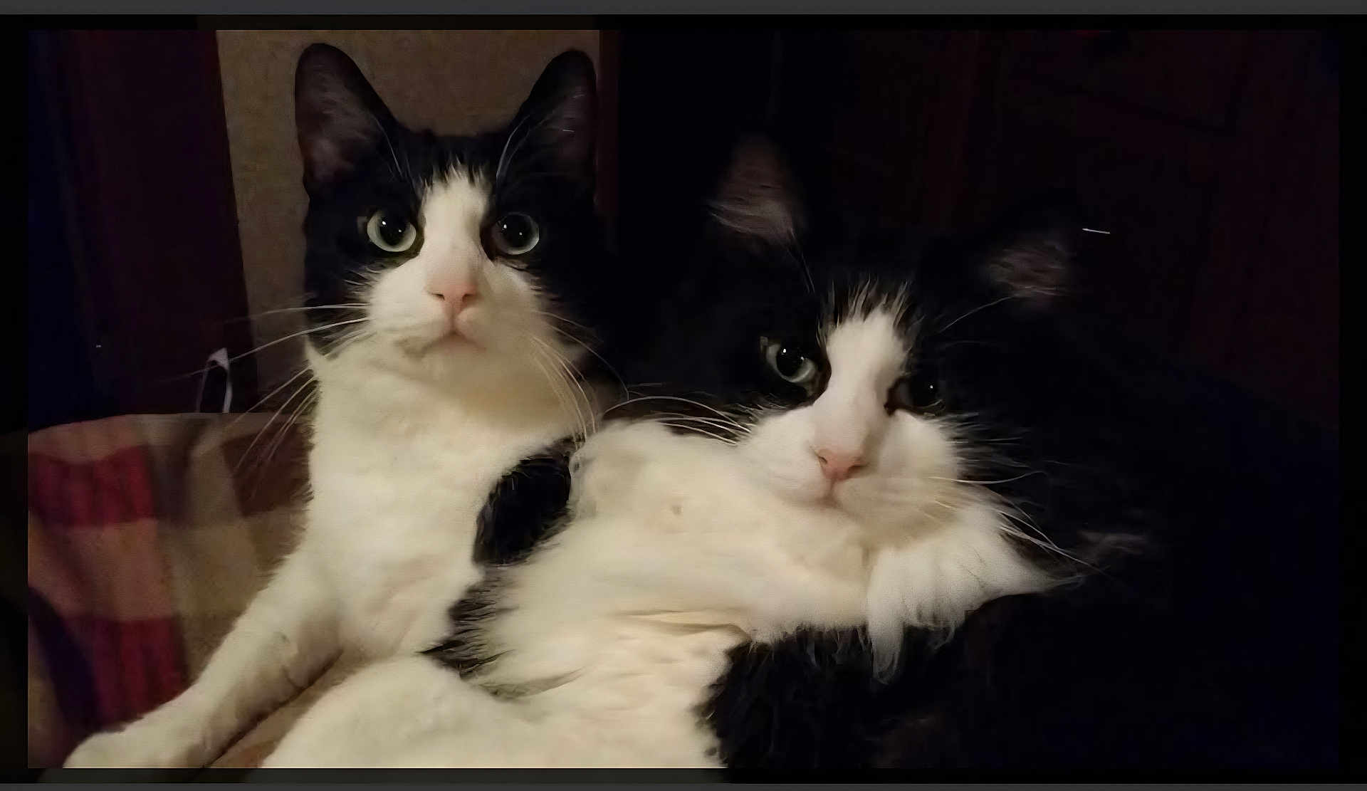 Mason Maxwell joined the competition — help win amazing prizes! cat, black_and_white, pets, feline, two_cats, indoor, cozy, blanket, fur, whiskers, ears, eyes, resting, companions, close_up, animal, cute, domestic, portrait, relaxed
