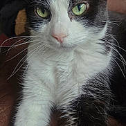 Mason joined the competition — help win amazing prizes! cat, black_and_white, green_eyes, whiskers, close_up, indoor, pet, relaxing, feline, fur, weather_widget, digital_overlay, temperature, forecast, paw, nose, ears, alert, cute, animal