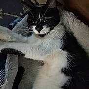 Baby Girl is registered to the contest to win money with this photo: animal, black_and_white, blanket, cat, closeup, comfort, cozy, domestic_cat, feline, fur, indoors, laying, mammal, paw, pet, relaxed, resting, sleepy, soft, whiskers