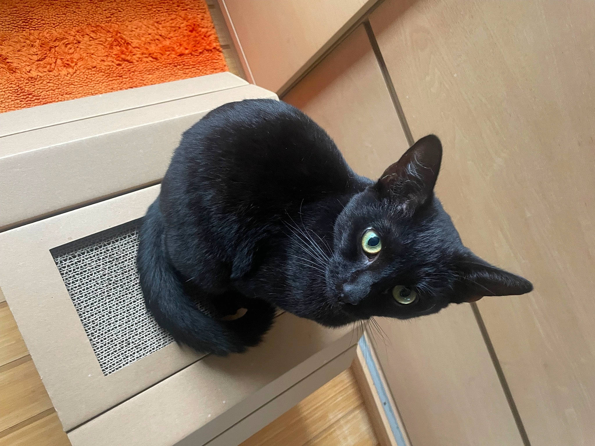 Devil participe au concours pour gagner de l'argent avec cette photo : black_cat, bombay, carnivore, cat, cat_supply, comfort, domestic_short_haired_cat, felidae, flooring, fur, pet_supply, room, small_to_medium_sized_cats, snout, tail, terrestrial_animal, whiskers