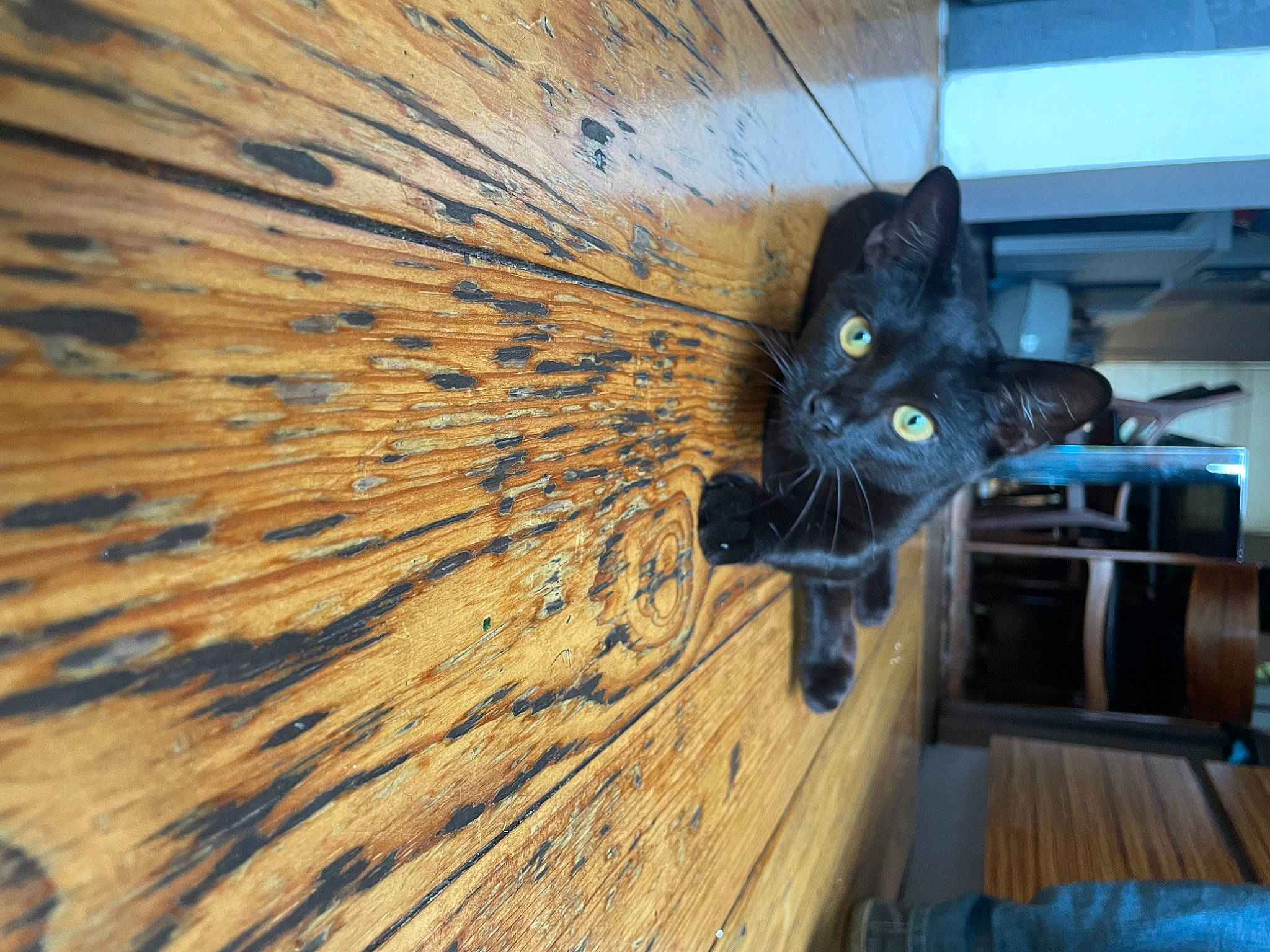 Devil participe au concours pour gagner de l'argent avec cette photo : black_cat, carnivore, cat, domestic_short_haired_cat, electric_blue, fawn, felidae, floor, flooring, hardwood, laminate_flooring, plywood, small_to_medium_sized_cats, snout, tail, tints_and_shades, varnish, whiskers, wood, wood_stain