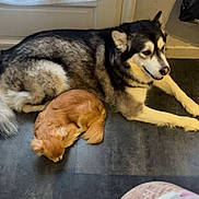 Ruby Simba participe au concours pour gagner de l'argent avec cette photo : dog, husky, small_dog, indoor, floor, door, curtain, window, relaxed, resting, pet, animal, fur, sleeping, companion, cozy, shadow, light, curled_up, laying_down