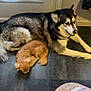 dog, husky, small_dog, indoor, floor, door, curtain, window, relaxed, resting, pet, animal, fur, sleeping, companion, cozy, shadow, light, curled_up, laying_down