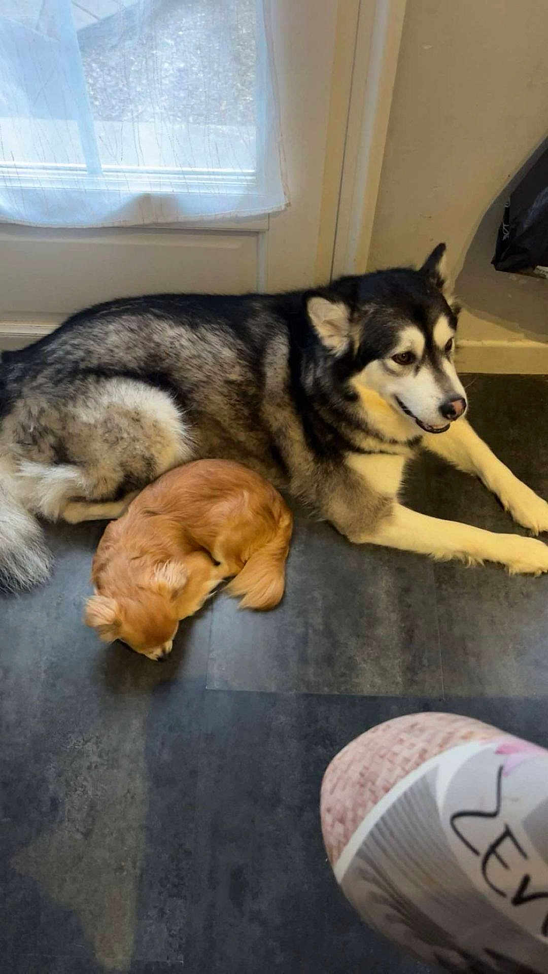 Ruby Simba participe au concours pour gagner de l'argent avec cette photo : dog, husky, small_dog, indoor, floor, door, curtain, window, relaxed, resting, pet, animal, fur, sleeping, companion, cozy, shadow, light, curled_up, laying_down