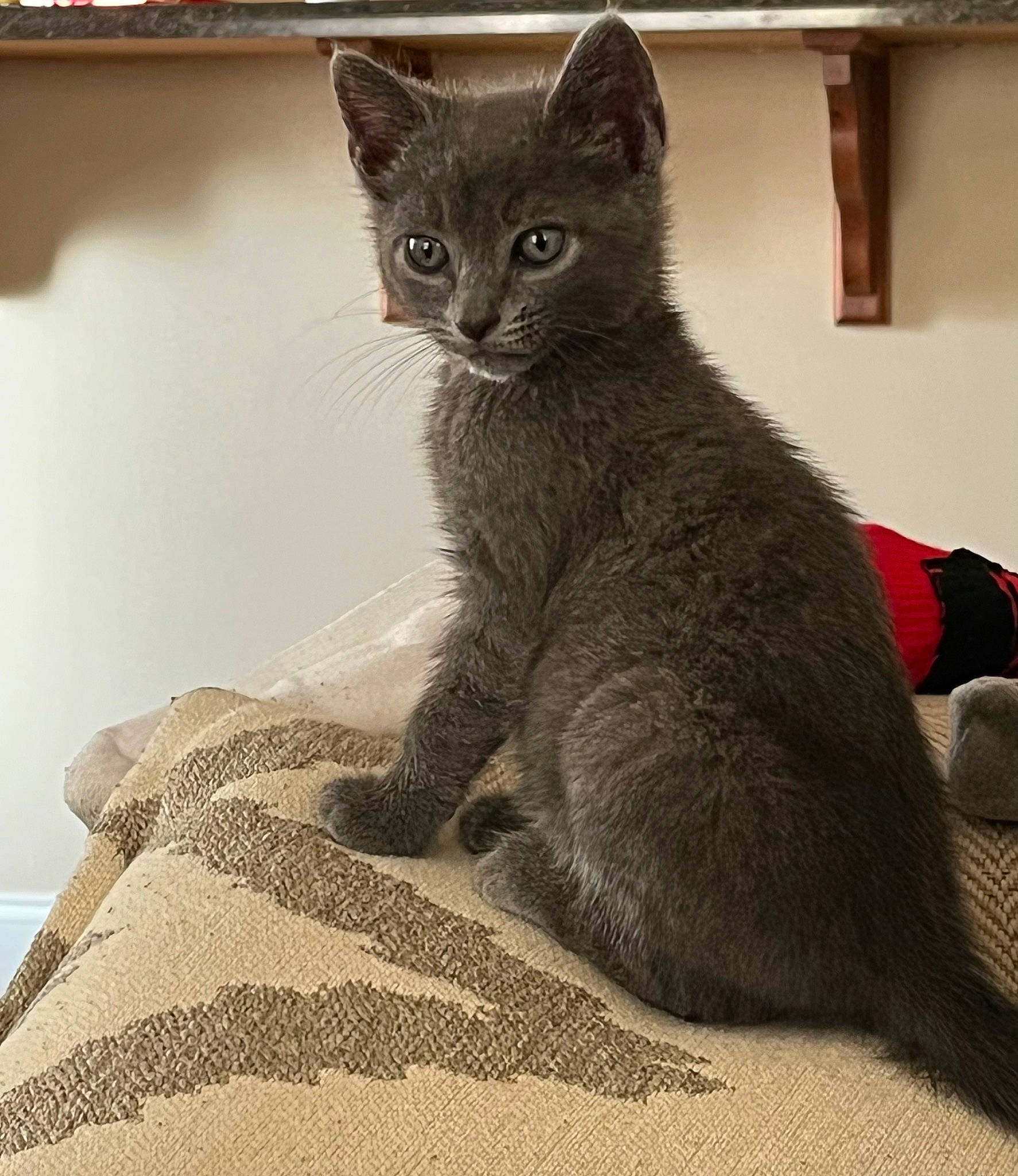 Drako is registered to the contest to win money with this photo: carnivore, cat, claw, comfort, domestic_short_haired_cat, felidae, fur, grey, monochrome_photography, sitting, small_to_medium_sized_cats, snout, tail, terrestrial_animal, whiskers