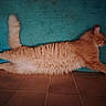 cat, orange_cat, fluffy, pet, animal, relaxed, stretching, teal_mat, indoor, floor, tile_floor, fur, whiskers, tail, paws, sleepy, resting, cute, domestic_cat, side_view