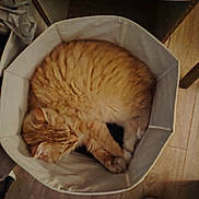 Choups a rejoint le concours — aidez-le/la à gagner de superbes lots ! cat, orange_tabby, sleeping, basket, cozy, indoor, pet, fur, curled_up, resting, wooden_floor, home, feline, cute, domestic_animal, relaxing, soft, animal, mammal, quiet
