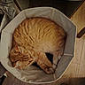 cat, orange_tabby, sleeping, basket, cozy, indoor, pet, fur, curled_up, resting, wooden_floor, home, feline, cute, domestic_animal, relaxing, soft, animal, mammal, quiet