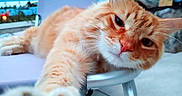 Choups participe au concours pour gagner de l'argent avec cette photo : animal, blue, cat, chair, closeup, concrete, daylight, expression, face, fence, fur, metal, orange_tabby, outdoor, paw, pet, relaxed, sky, stretching, whiskers