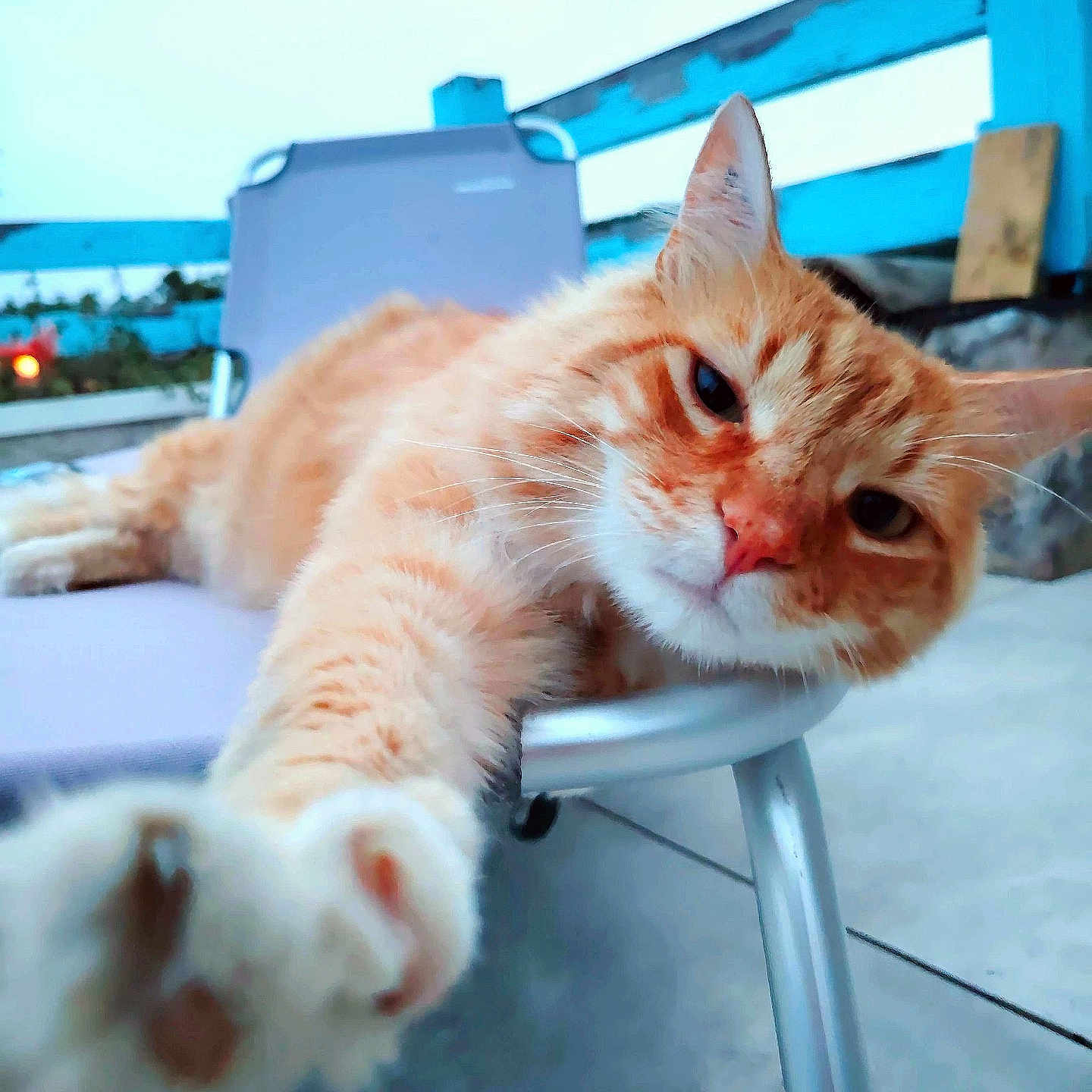 Choups participe au concours pour gagner de l'argent avec cette photo : cat, orange_tabby, stretching, paw, chair, outdoor, fence, blue, relaxed, pet, animal, whiskers, fur, closeup, face, expression, daylight, sky, concrete, metal