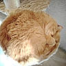 Choups participe au concours pour gagner de l'argent avec cette photo : cat, orange_cat, fluffy, sleeping, curled_up, pet, animal, feline, cute, cozy, cat_tree, indoor, resting, fur, mammal, adorable, relaxation, home, soft, nap