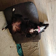 Sky participe au concours pour gagner de l'argent avec cette photo : dog, black_dog, pink_collar, lying_down, upside_down, cushion, rug, wooden_floor, indoor, pet, relaxed, white_paws, fur, home, cozy, resting, animal, mammal, sleeping_pose, domestic