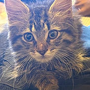 Bean joined the competition — help win amazing prizes! kitten, cat, tabby, fur, whiskers, ears, eyes, pet, animal, cute, closeup, indoors, feline, young, resting, soft, curious, mammal, portrait, domestic