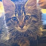 kitten, cat, tabby, fur, whiskers, ears, eyes, pet, animal, cute, closeup, indoors, feline, young, resting, soft, curious, mammal, portrait, domestic