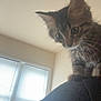 Bean joined the competition — help win amazing prizes! kitten, cat, tabby, animal, pet, indoor, curious, shoulder, person, window, blinds, light, fur, whiskers, ears, face, young, cute, domestic, mammal