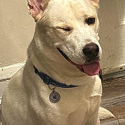 Farrow joined the competition — help win amazing prizes! dog, canine, pet, indoor, floor, wooden_floor, beige_wall, collar, tag, tongue_out, wink, cute, sitting, fur, ears, smiling, animal, domestic, friendly, companion