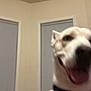 Farrow is registered to the contest to win money with this photo: dog, indoor, blurry, close_up, collar, happy, tongue_out, window, blinds, wall, pet, animal, mammal, domestic_animal, canine, excited, room, furniture, window_frame, beige_wall