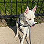 Farrow is registered to the contest to win money with this photo: dog, white_dog, sitting, sidewalk, leash, harness, black_harness, fence, grass, yellow_flowers, outdoor, sunny, shadow, pet, canine, ears, tongue, daylight, nature, animal