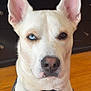 dog, white_dog, heterochromia, blue_eye, brown_eye, pet, canine, close_up, indoor, wooden_floor, harness, collar, portrait, expression, furniture, ears, face, animal, domestic_animal, muzzle