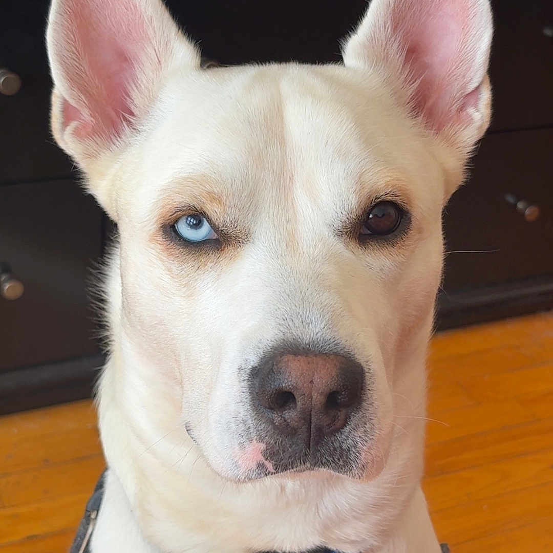 Farrow is registered to the contest to win money with this photo: animal, blue_eye, brown_eye, canine, close_up, collar, dog, domestic_animal, ears, expression, face, furniture, harness, heterochromia, indoor, muzzle, pet, portrait, white_dog, wooden_floor