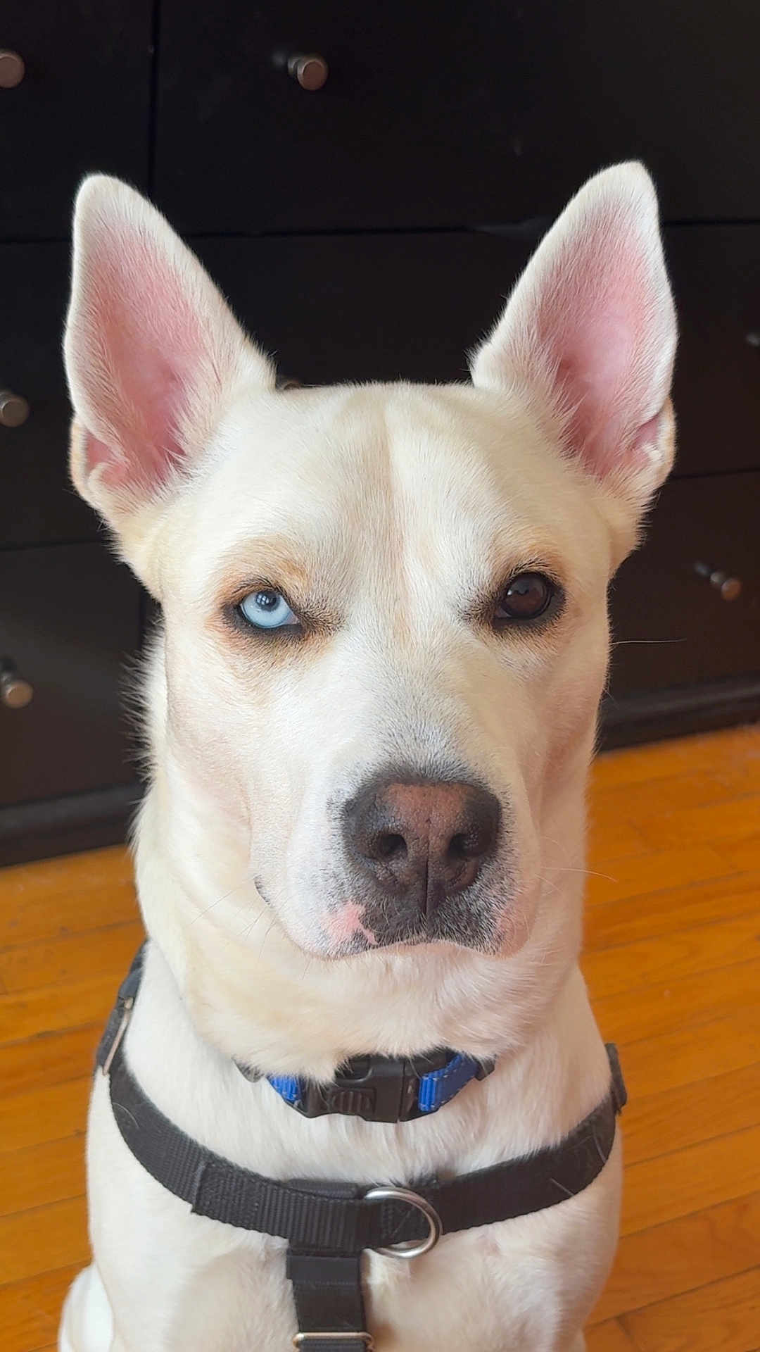 Farrow is registered to the contest to win money with this photo: dog, white_dog, heterochromia, blue_eye, brown_eye, pet, canine, close_up, indoor, wooden_floor, harness, collar, portrait, expression, furniture, ears, face, animal, domestic_animal, muzzle