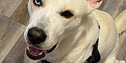 Farrow is registered to the contest to win money with this photo: dog, white_dog, heterochromia, blue_eye, brown_eye, pet, indoor, flooring, wood_floor, harness, canine, friendly, smiling, sitting, looking_up, ears_up, close_up, animal, domestic_animal, companion