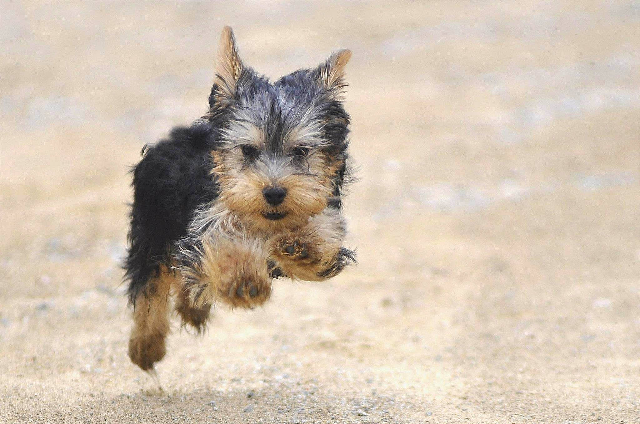 Irish a rejoint le concours — aidez-le/la à gagner de superbes lots ! australian_terrier, biewer_terrier, canidae, carnivore, companion_dog, dog, dog_breed, dog_supply, fawn, mammal, small_terrier, snout, soil, sporting_group, tail, terrestrial_animal, terrier, toy_dog, working_terrier, yorkipoo