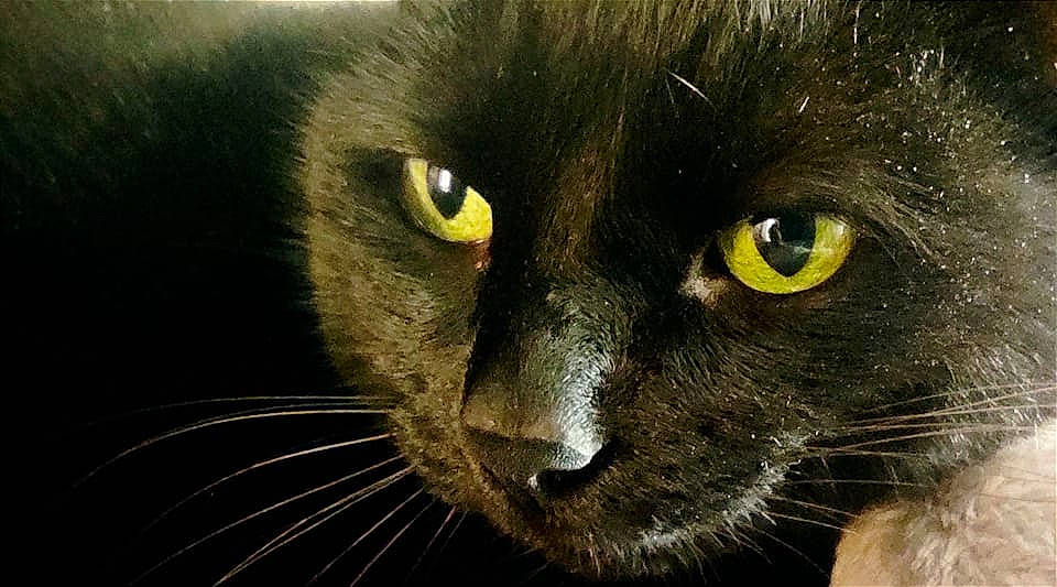 Réglisse a rejoint le concours — aidez-le/la à gagner de superbes lots ! black_cat, bombay, carnivore, cat, close_up, domestic_short_haired_cat, eye, felidae, fur, iris, small_to_medium_sized_cats, snout, terrestrial_animal, whiskers