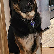 Kilo is registered to the contest to win money with this photo: dog, german_shepherd, pet, indoor, kitchen, floor, refrigerator, stove, collar, tag, brown, black, sitting, alert, ears, animal, canine, household, wood_floor, domestic_dog
