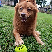 Bibou participe au concours pour gagner de l'argent avec cette photo : dog, tennis_ball, grass, outdoor, pet, animal, playing, happy, fur, paw, toy, nature, green, yard, canine, closeup, mammal, friendly, smiling, park