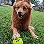 dog, tennis_ball, grass, outdoor, pet, animal, playing, happy, fur, paw, toy, nature, green, yard, canine, closeup, mammal, friendly, smiling, park