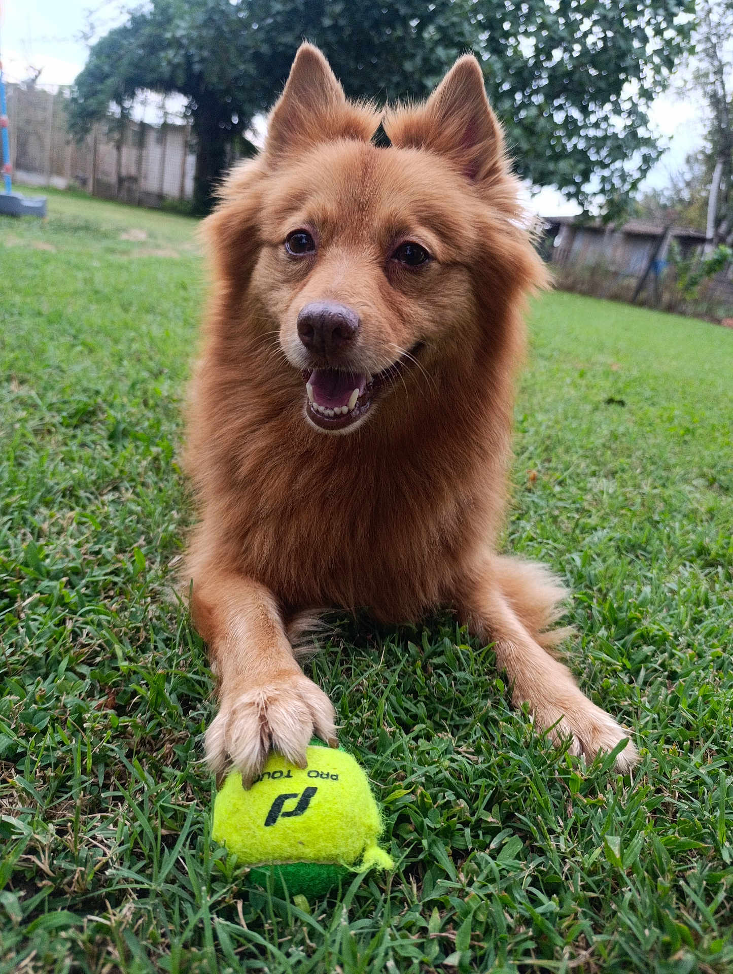 Bibou participe au concours pour gagner de l'argent avec cette photo : dog, tennis_ball, grass, outdoor, pet, animal, playing, happy, fur, paw, toy, nature, green, yard, canine, closeup, mammal, friendly, smiling, park