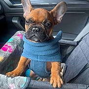 Tacos participe au concours pour gagner de l'argent avec cette photo : animal, blanket, blue_harness, canine, car_interior, cute, dog, door_panel, ears, french_bulldog, fur, paw, pet, pet_car_seat, puppy, road_trip, seat, travel, window, young_dog