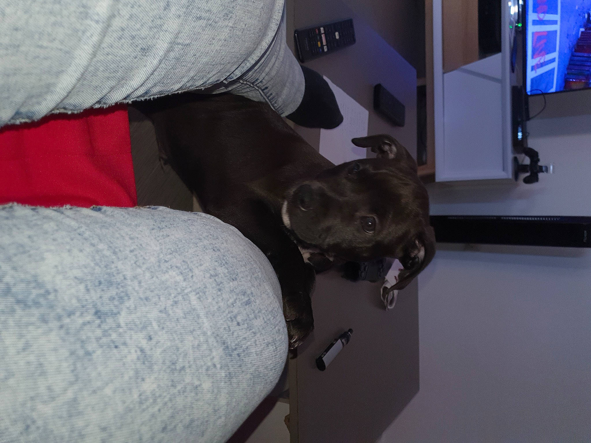 Ragnar a rejoint le concours — aidez-le/la à gagner de superbes lots ! canidae, carnivore, comfort, dog, dog_breed, fawn, puppy