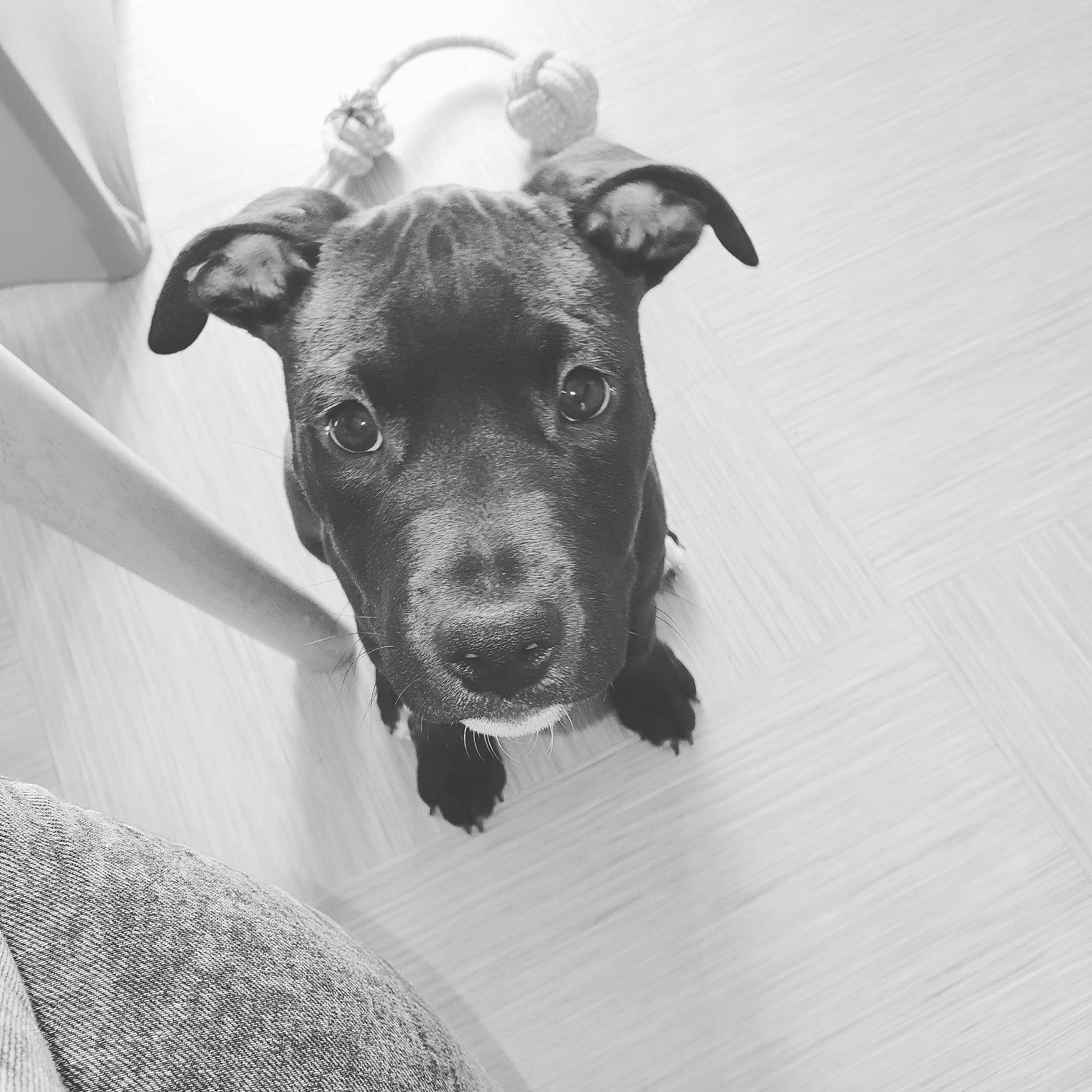 Ragnar a rejoint le concours — aidez-le/la à gagner de superbes lots ! american_pit_bull_terrier, american_staffordshire_terrier, black_and_white, canidae, carnivore, dog, dog_breed, ear, eye, mammal, non_sporting_group, nose, pit_bull, puppy, rare_breed_dog, snout, sporting_group, staffordshire_bull_terrier, whiskers