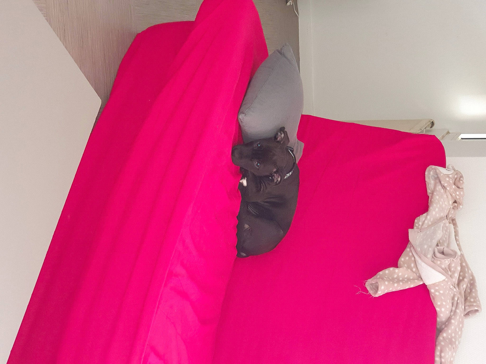 Ragnar a rejoint le concours — aidez-le/la à gagner de superbes lots ! magenta, pink, textile