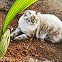 animal, blue_eyes, cat, closeup, curious, daylight, earth, feline, fluffy, fur, garden, green_plant, lying_down, nature, outdoor, pet, relaxed, soil, tail, whiskers